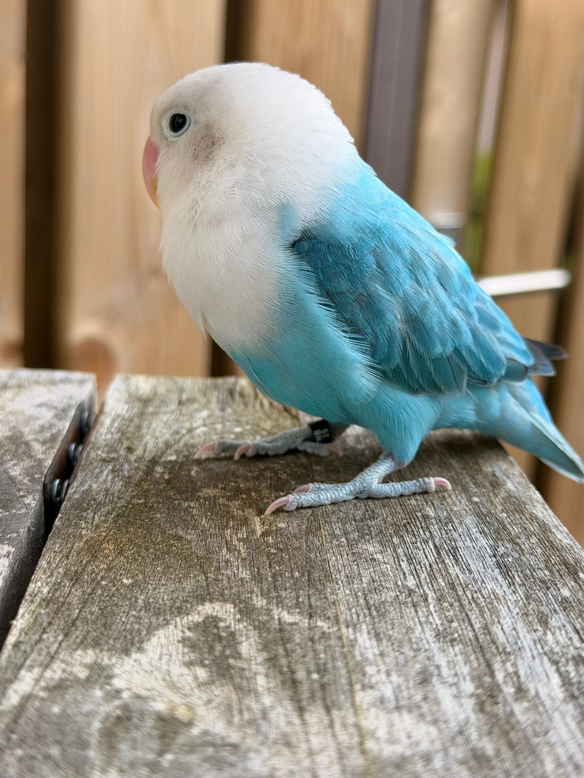 Jonge Agaponis 9 maanden oud, Dieren en Toebehoren, Vogels | Parkieten en Papegaaien, Geslacht onbekend, Dwergpapegaai of Agapornis
