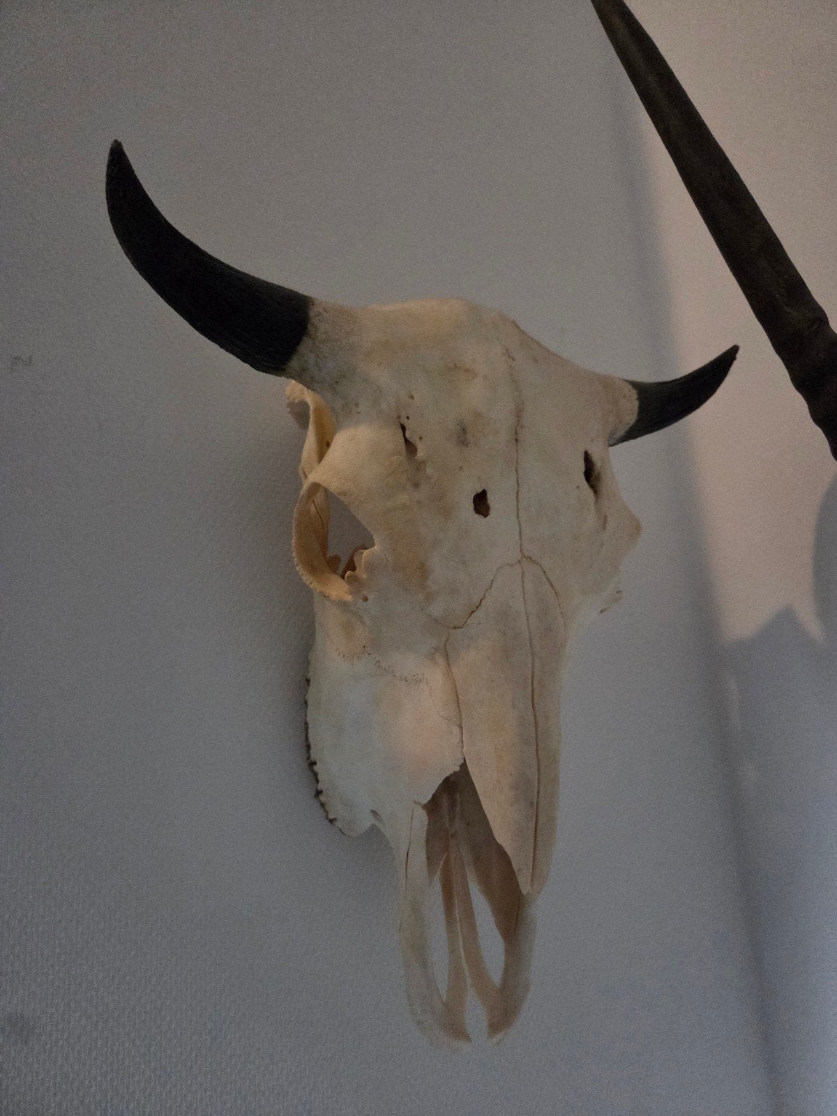 buffel schedel, Ophalen, Gebruikt, Boerderijdier, Schedel