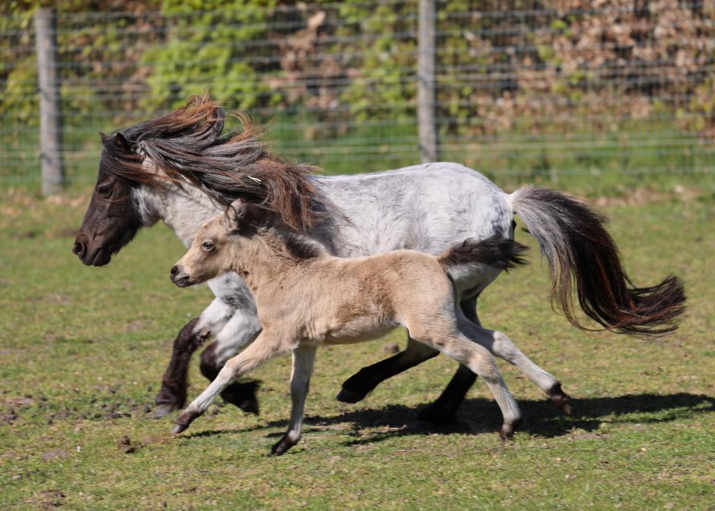 Unieke mini paardjes zoeken een goed thuis!, Dieren en Toebehoren, Meerdere dieren