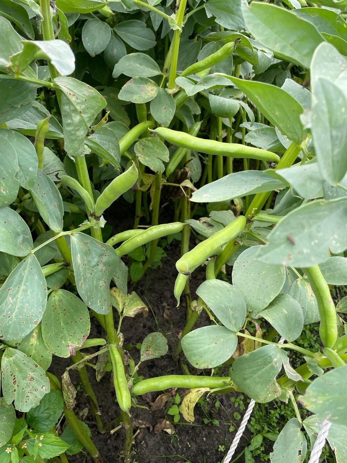 Verse tuinbonen, Tuin en Terras, Ophalen