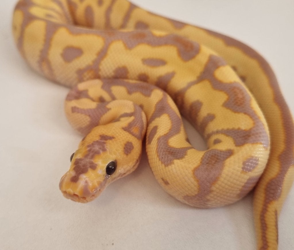 1.0 spotnose banana (od) clown koningspython python regius Ball Python photo 2