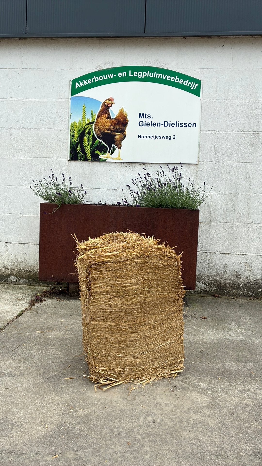Gehakseld tarwestro kleine baaltjes, Dieren en Toebehoren, Ophalen, Vee