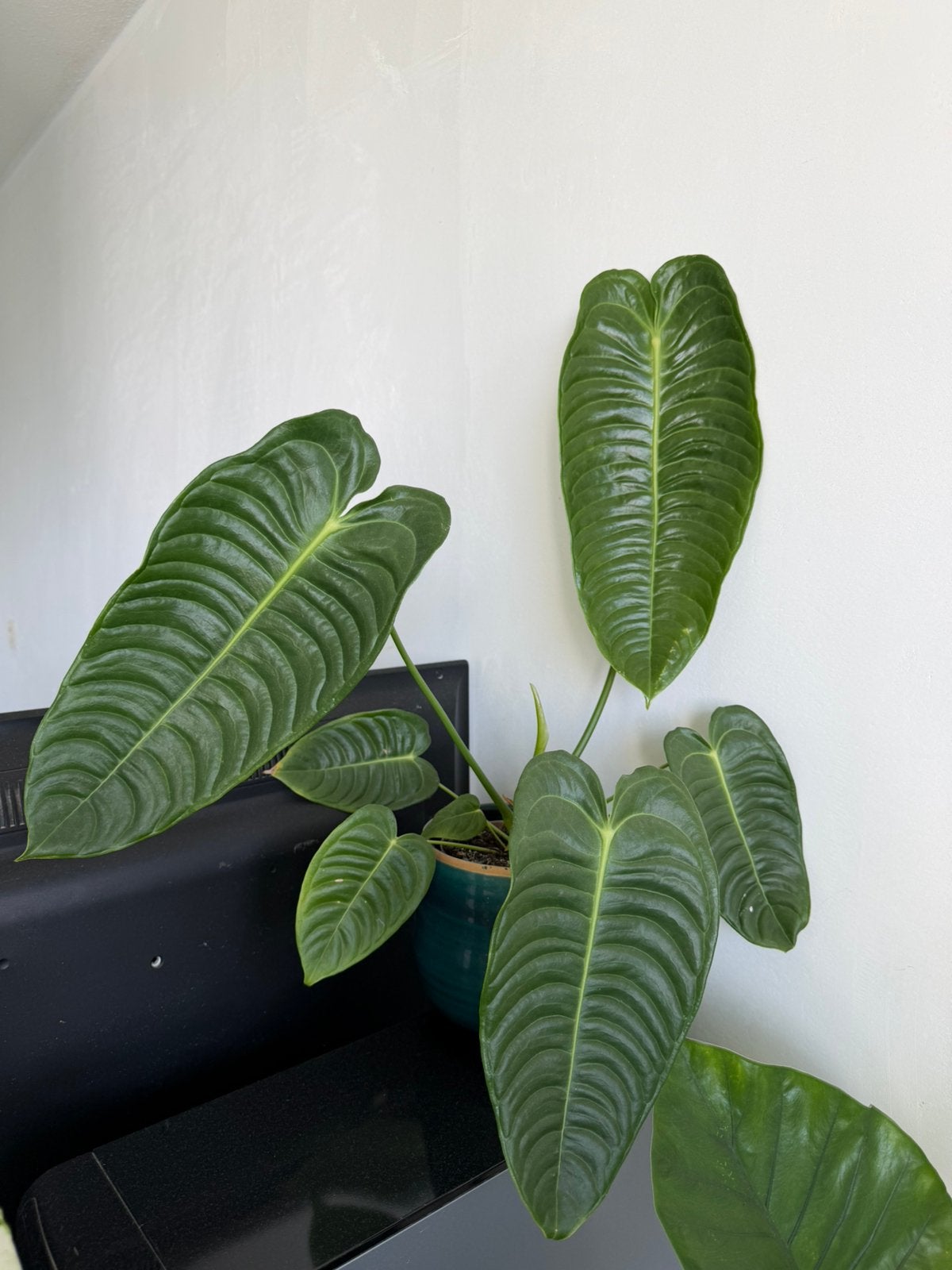 Anthurium veitchii, Huis en Inrichting, Ophalen, Halfschaduw, Minder dan 100 cm
