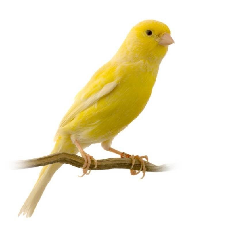 gezocht, 1 kanarie, Dieren en Toebehoren, Vrouwelijk, Kleurkanarie