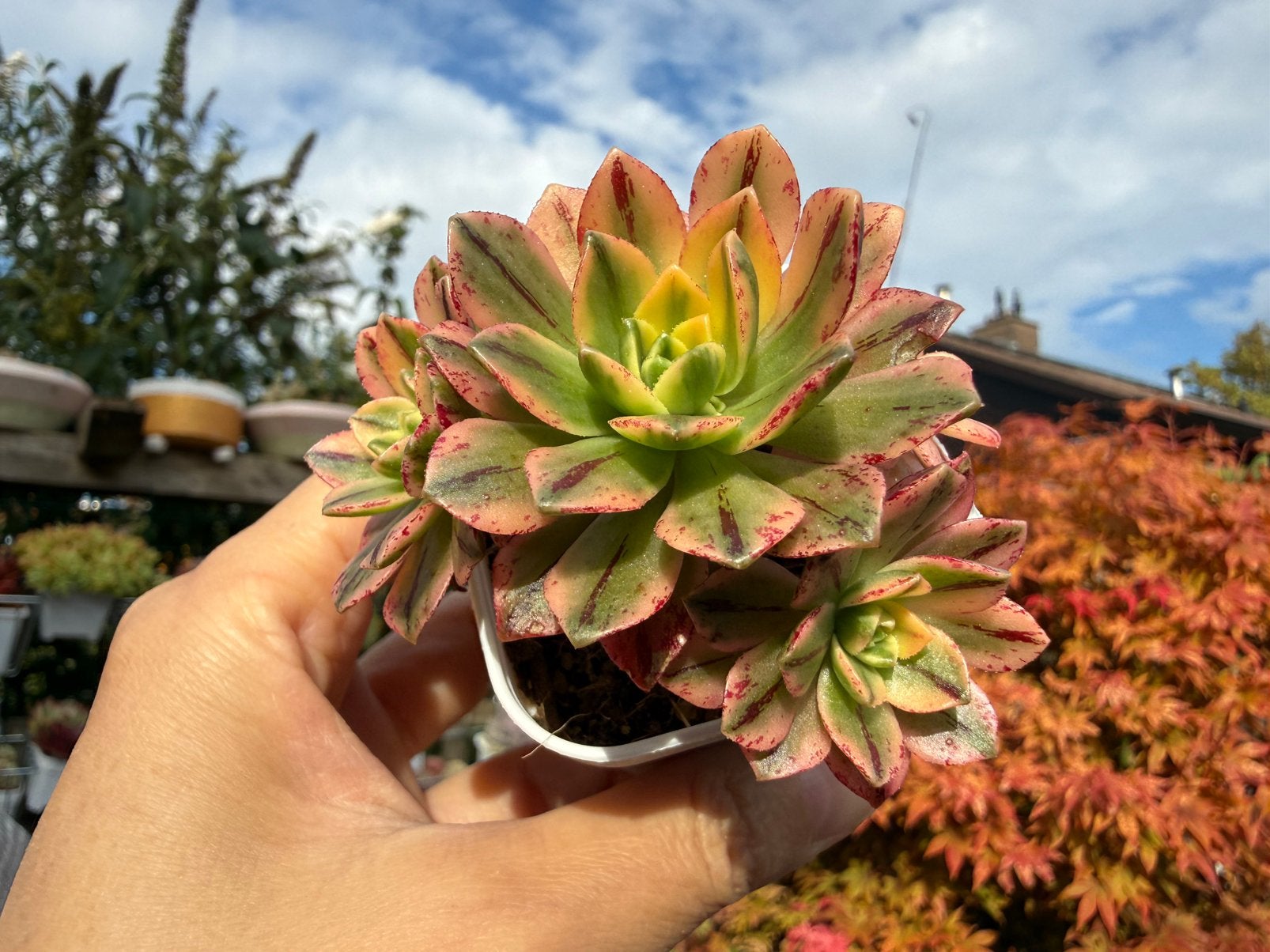 Aeonium Sweet Tea/pot 5cm/vetplant/succulent, Ophalen of Verzenden, Halfschaduw, Minder dan 100 cm