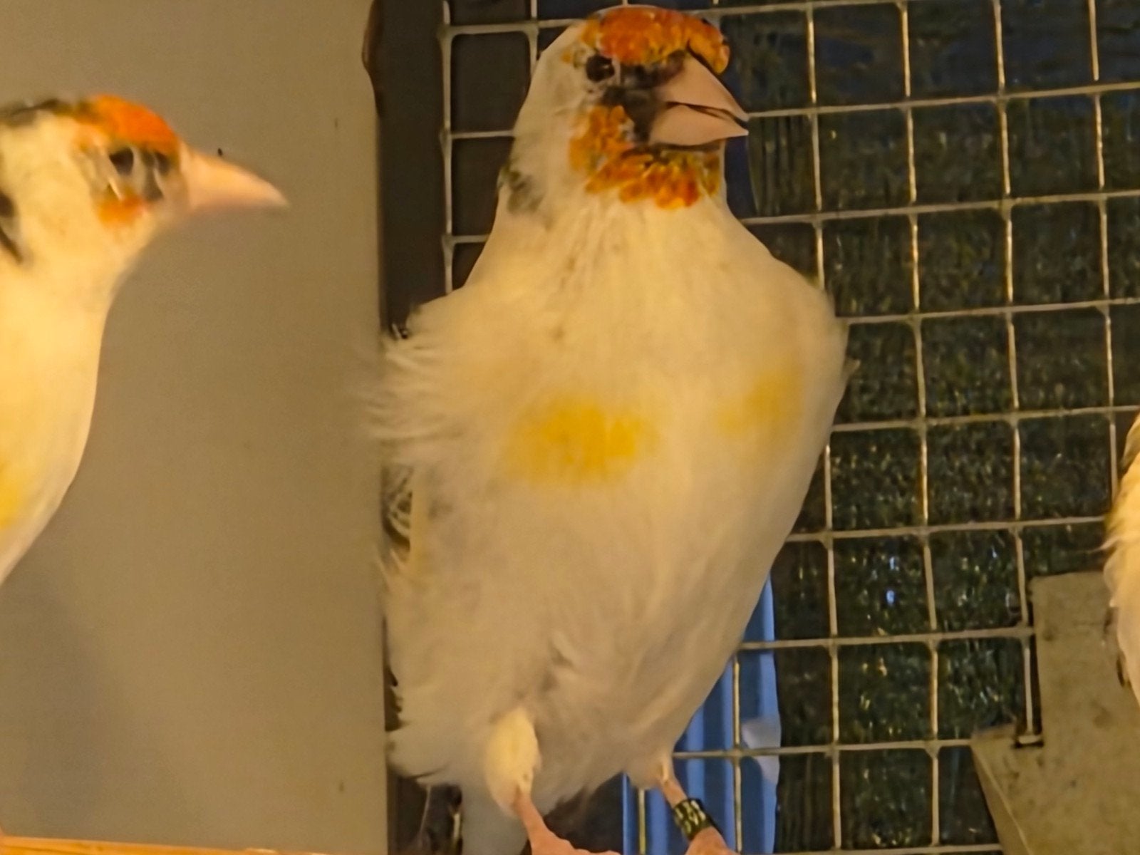 Majoor putter 2026, Dieren en Toebehoren, Vogels | Kanaries, Mannelijk
