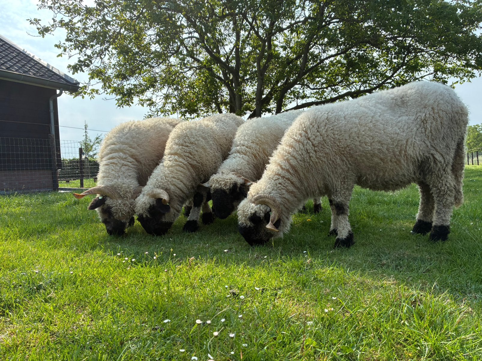 Walliser Schwarznase stamboek ooien, Vrouwelijk, Schaap