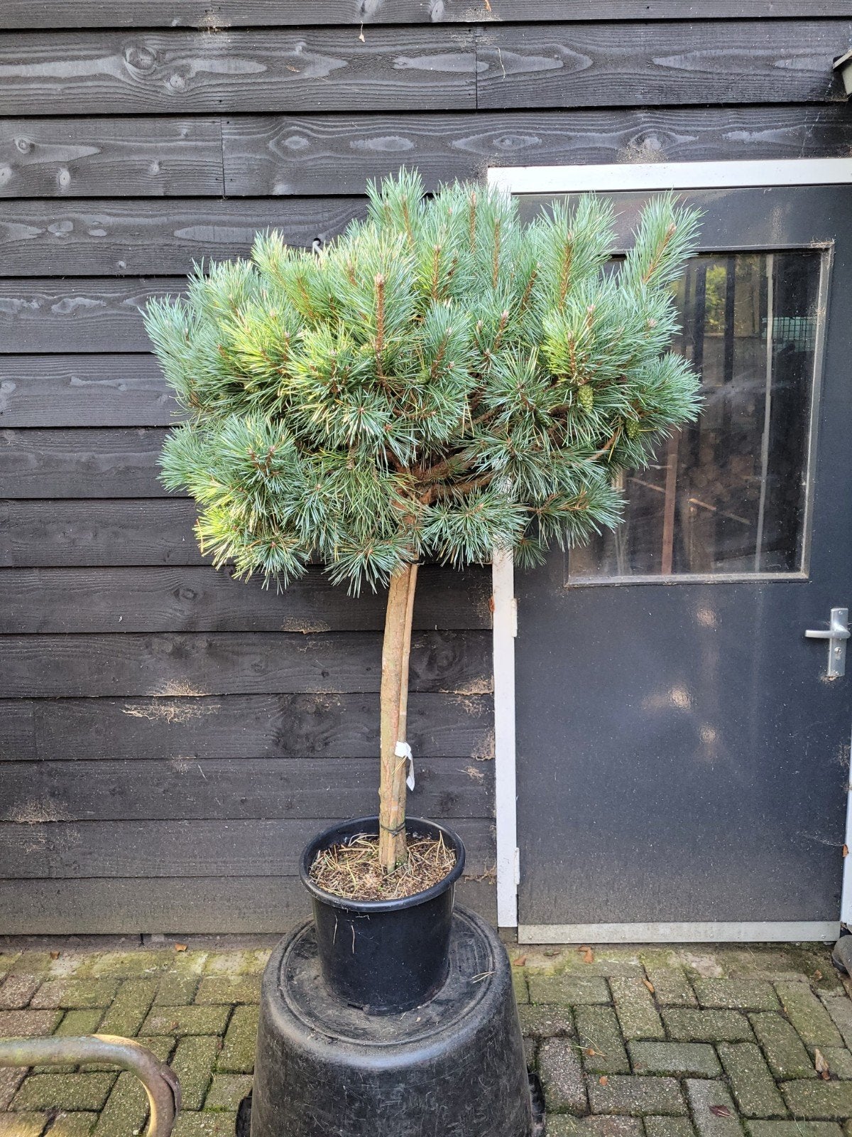 Pinus Sylvestris Chantry Bleu 150cm - Bolboom, Bloeit niet, 100 tot 250 cm, Ophalen, Volle zon