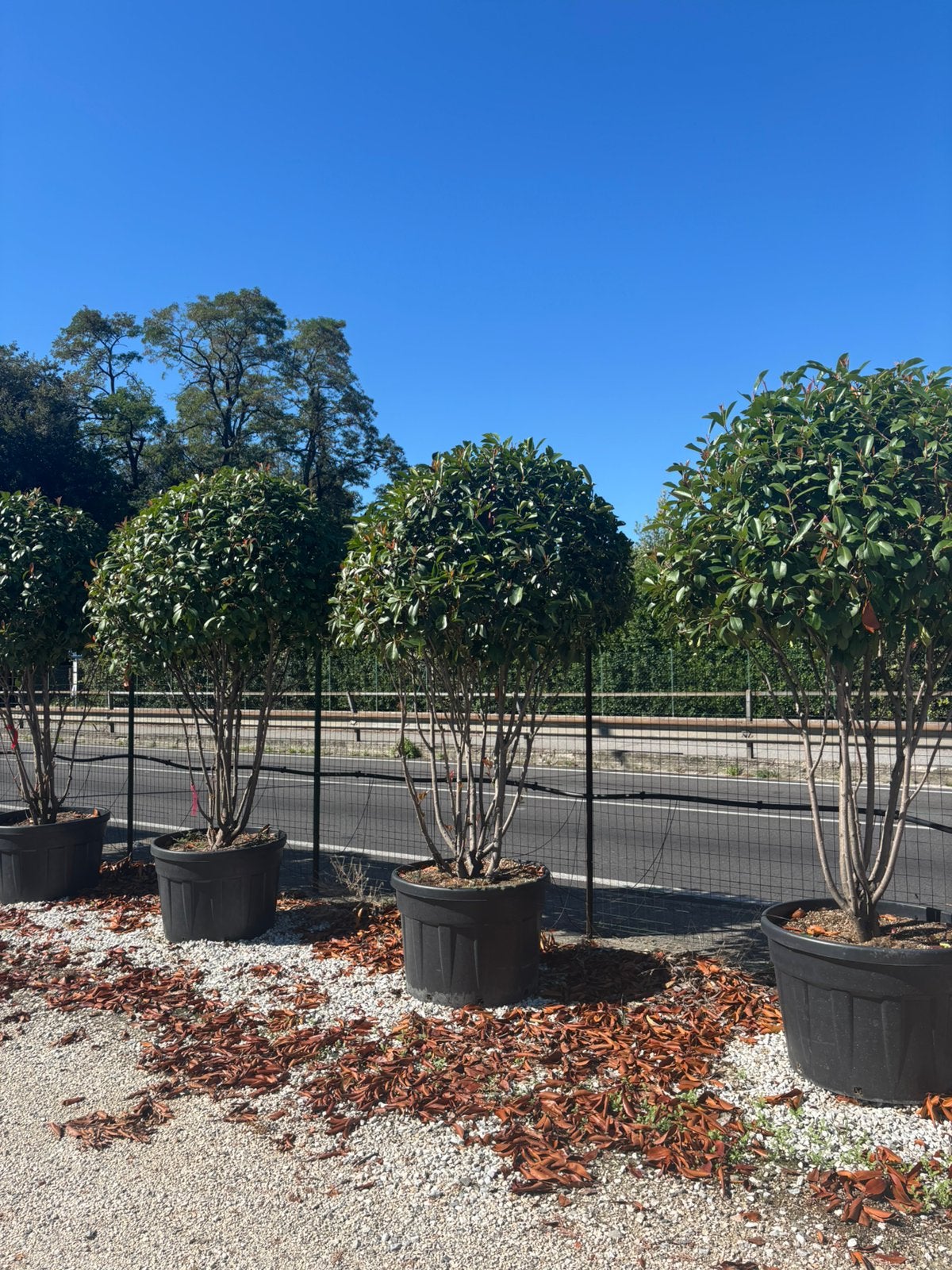 Photinia  fraseri ‘Red Robin’ – Meerstammig paddenstoel, In pot, Verzenden, Halfschaduw, Overige soorten