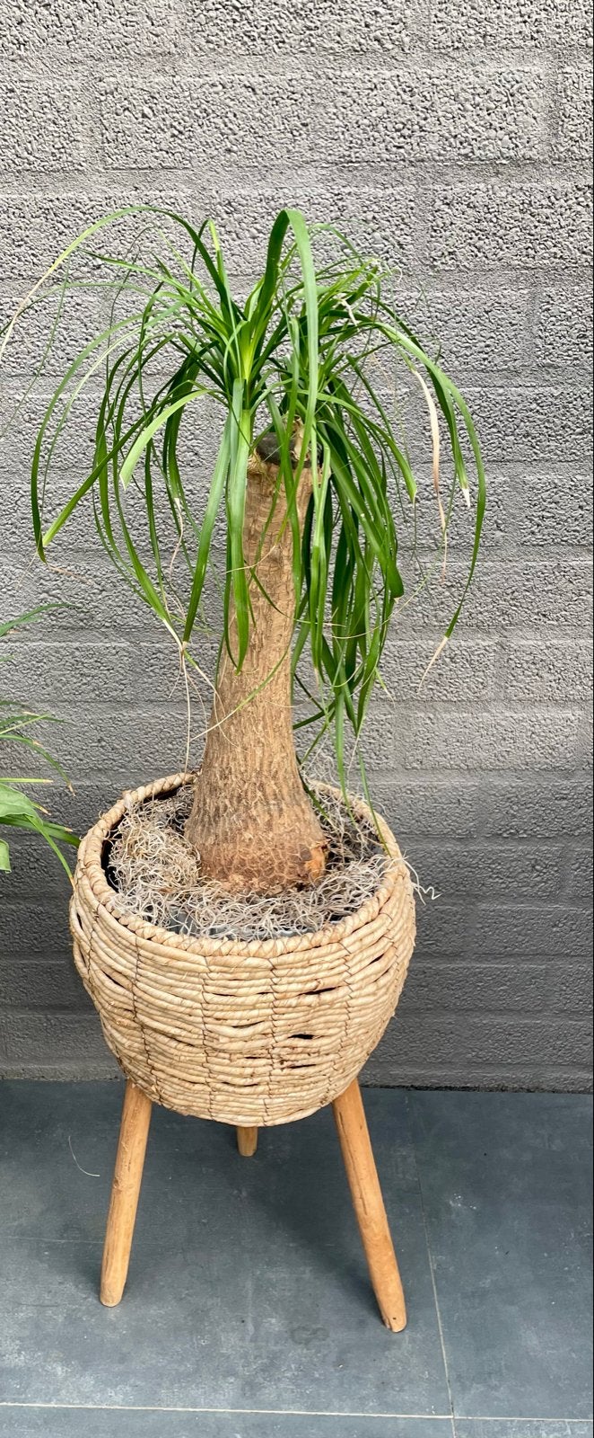 Olifantspoot plant in rieten pot met houten pootjes, Ophalen, Overige materialen, Gebruikt, Minder dan 60 cm