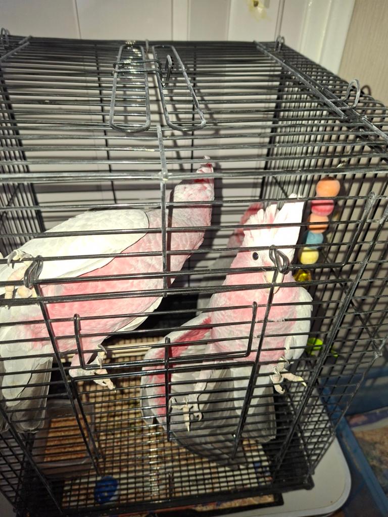 Jonge rose kakatoe popjes, Dieren en Toebehoren, Vrouwelijk, Papegaai, Geringd