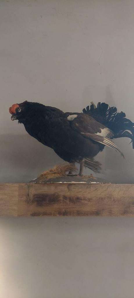 Opgezette vogels
