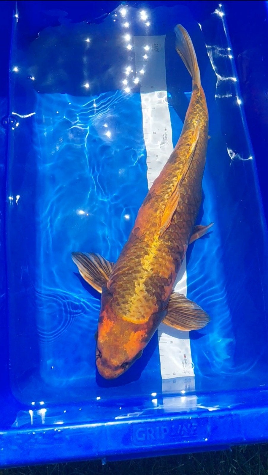 Koikarper kin ki utsuri 60cm+, Karper of Koi