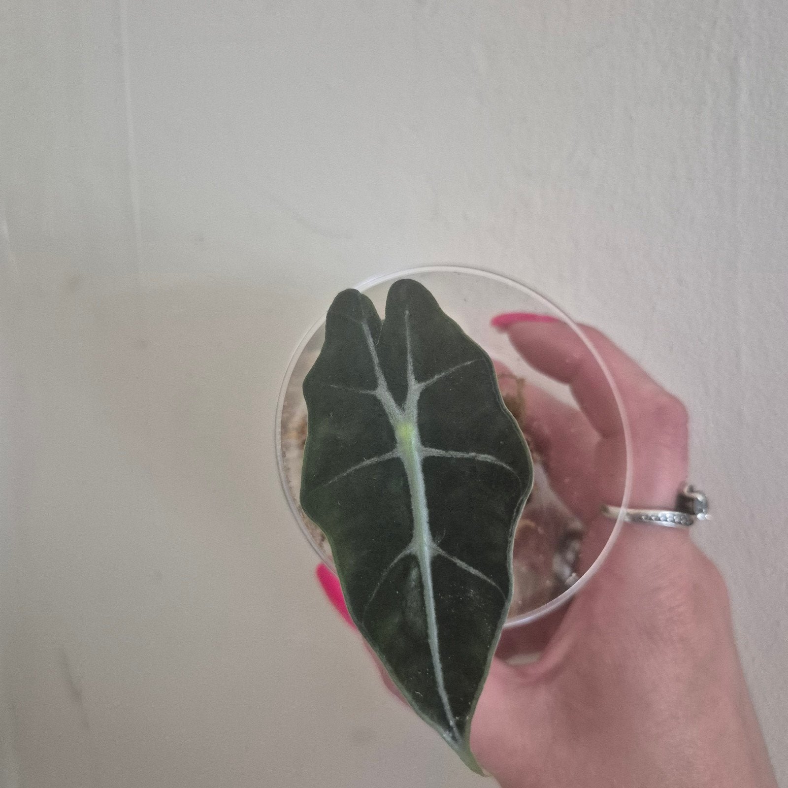 Alocasia polly, Ophalen of Verzenden, Halfschaduw, Minder dan 100 cm