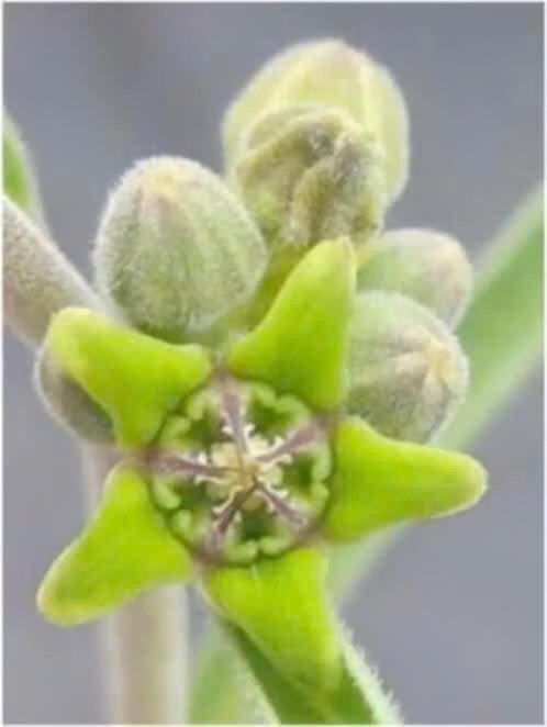 Caudex plant Raphionacme Burkei uit Angola in 30 cm schaal., Overige soorten, Ophalen of Verzenden, In pot, Minder dan 100 cm