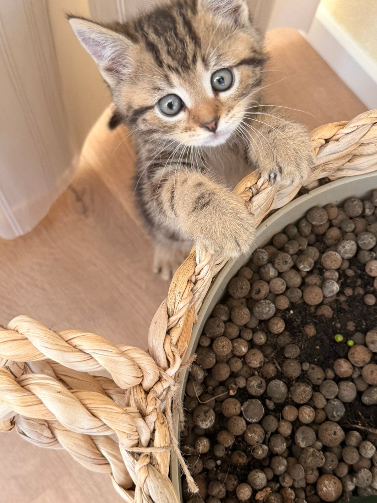 Kitten; mix van een Britse Korthaar en een Europese Korthaar, Kater, 0 tot 2 jaar
