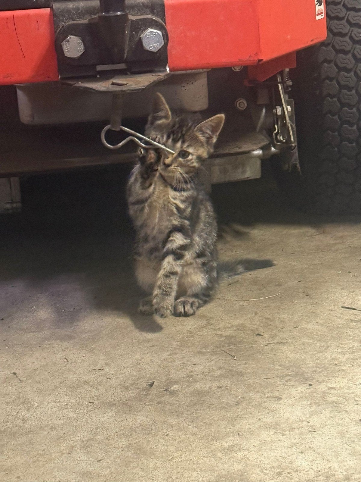 Lieve kittens opgegroeid met honden, Dieren en Toebehoren, Katten en Kittens | Overige Katten, Meerdere dieren