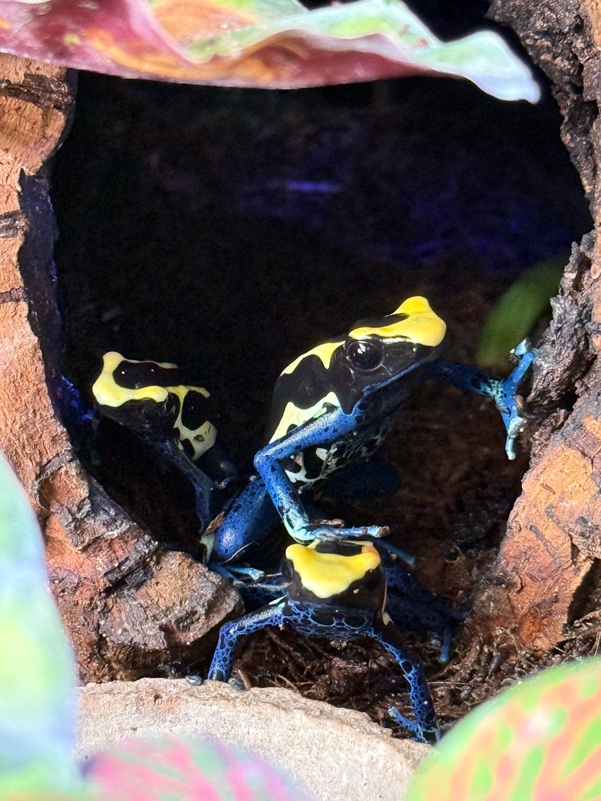 Gifkikkers Frog photo 4
