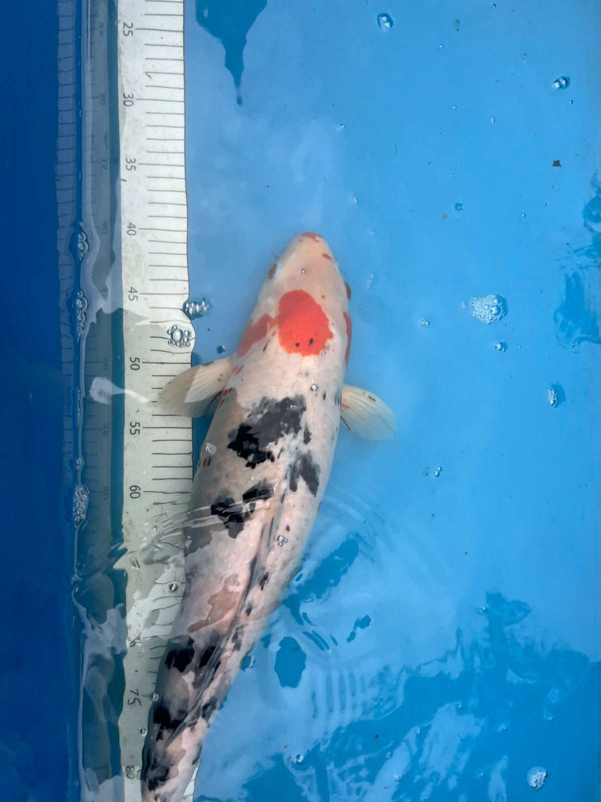 Mooie grote koi, Dieren en Toebehoren, Karper of Koi