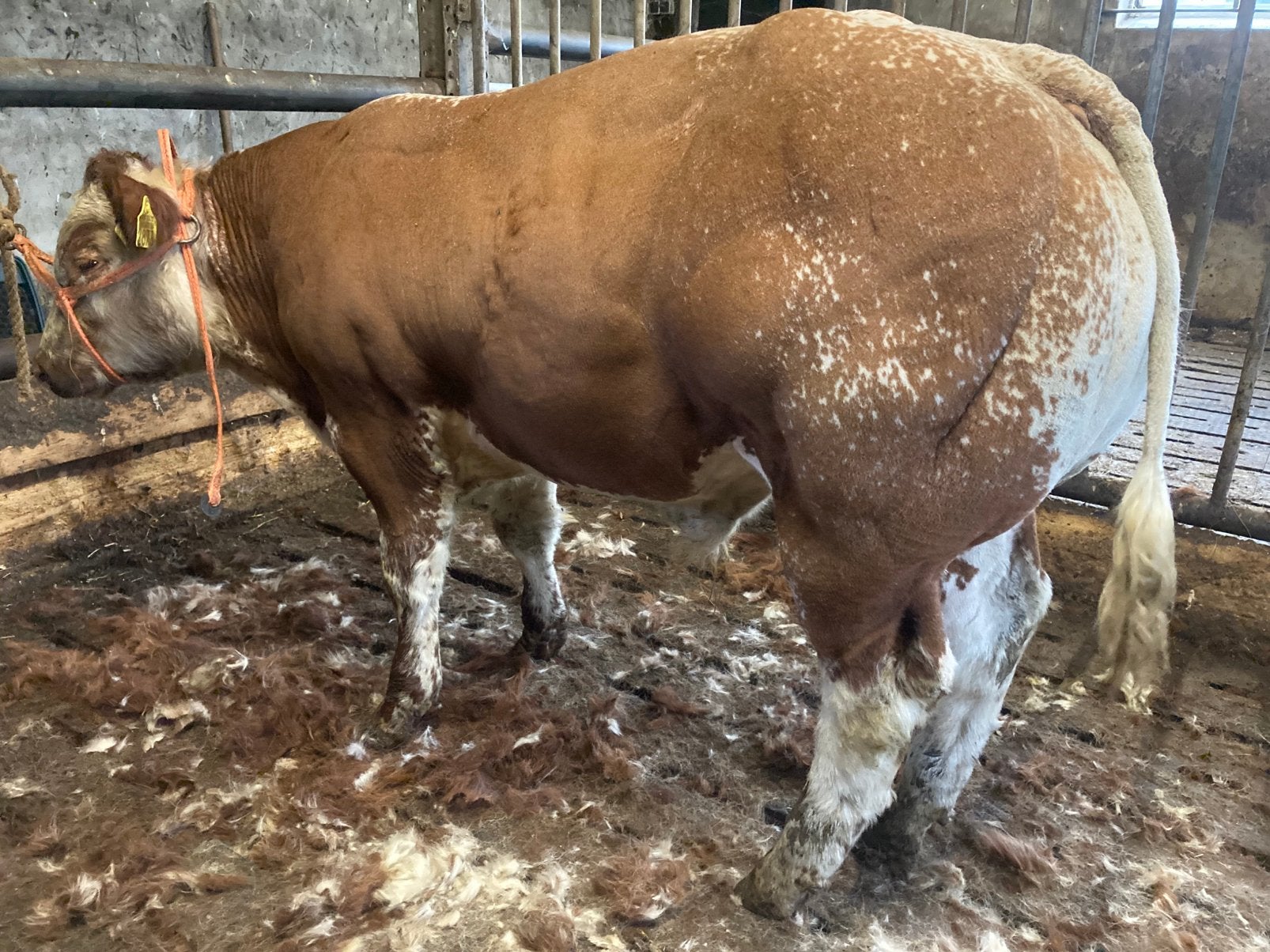 Prachtig mooie witrug dikbil stier, Mannelijk
