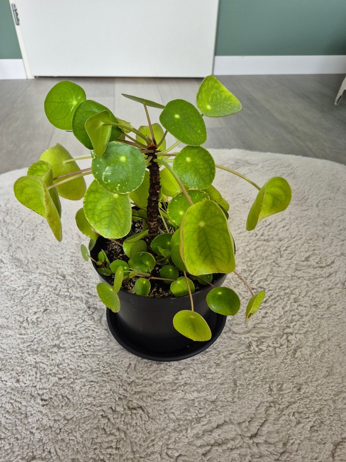 Pannenkoek plant, Ophalen, Halfschaduw, Minder dan 100 cm
