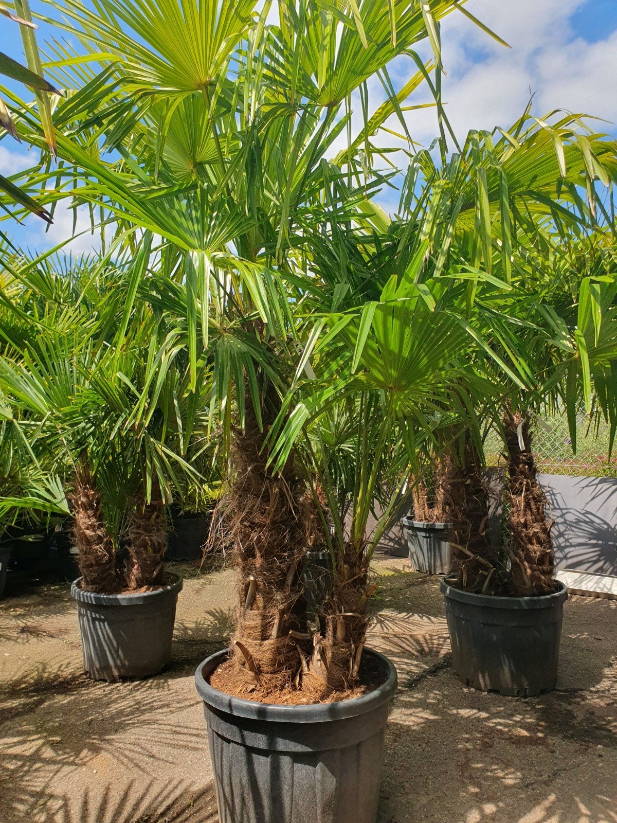 Dubbelstam palmen, Halfschaduw, Lente, 100 tot 250 cm, Palmboom