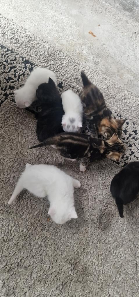 Katten, Dieren en Toebehoren, Katten en Kittens | Raskatten | Korthaar