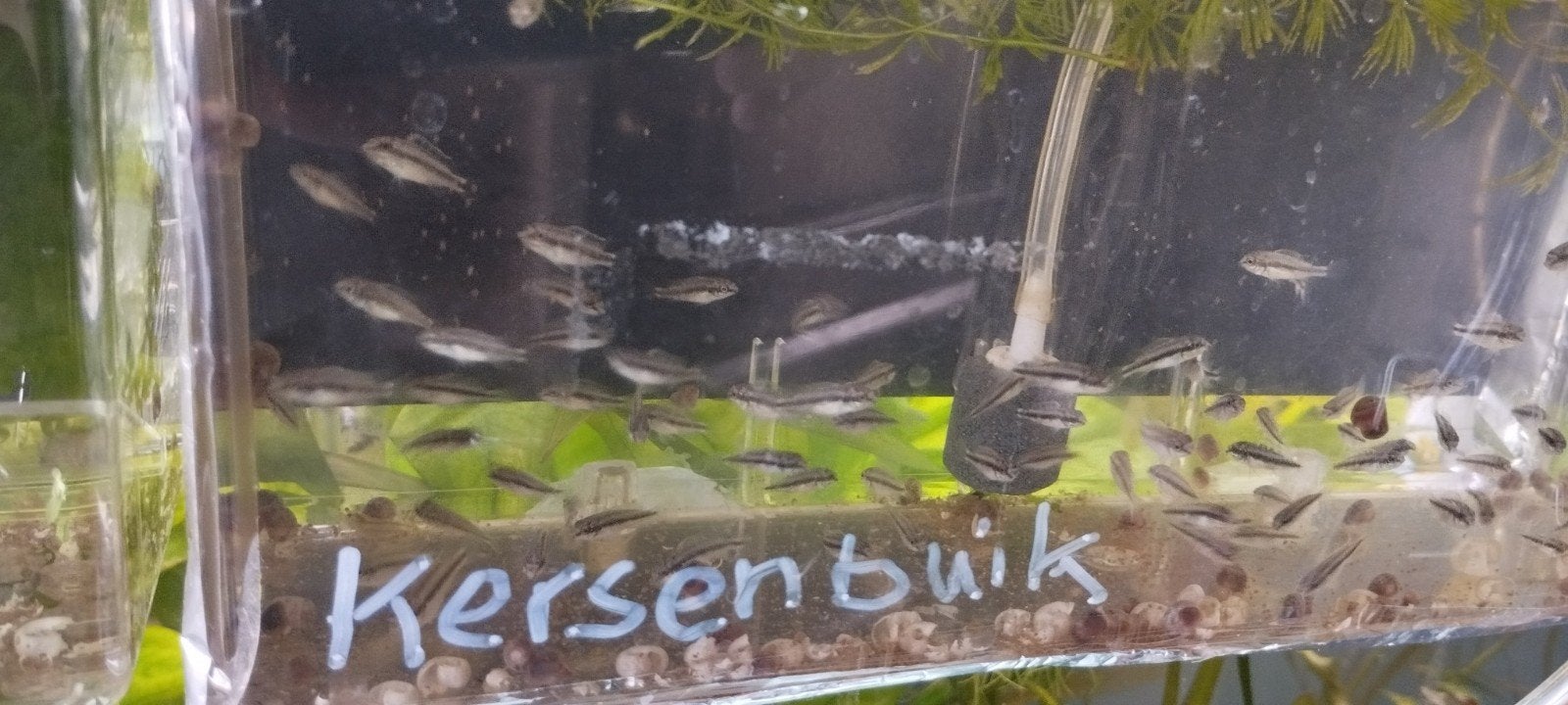 Kersenbuik chicliden., Vis