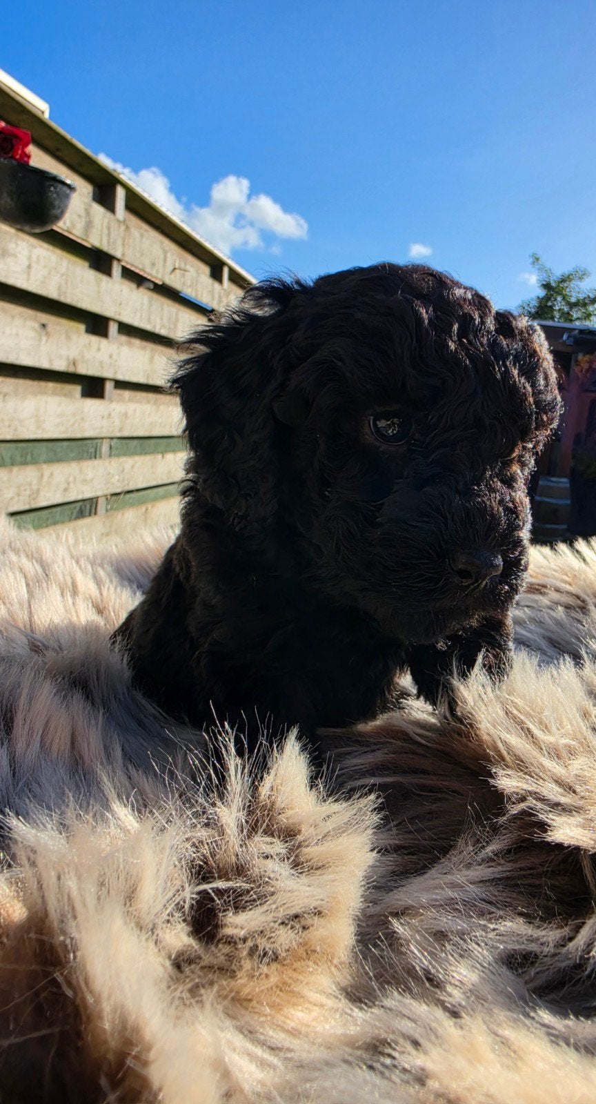 Labradoodle puppie's Reutjes en Teefjes Beschikbaar., Dieren en Toebehoren, Overige rassen, CDV (hondenziekte), 8 tot 15 weken
