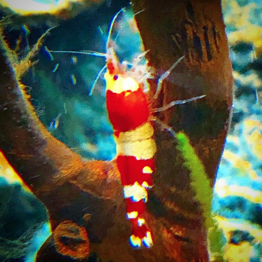 Crystal Red garnalen, Kreeft, Krab of Garnaal