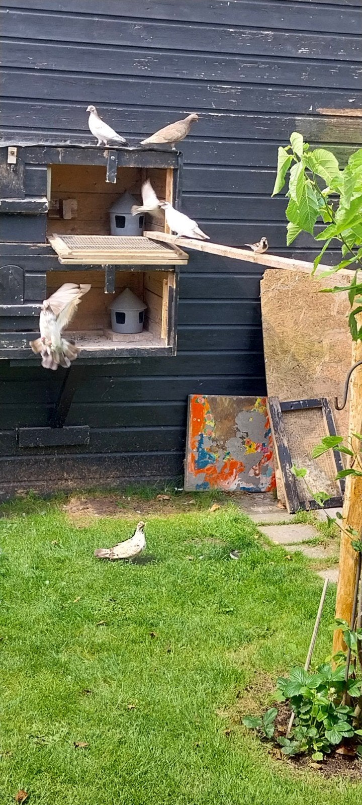 Portugese tuimelaar, Dieren en Toebehoren, Vogels | Duiven, Meerdere dieren, Postduif