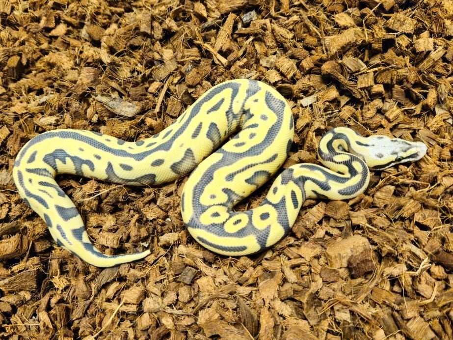 LAST MINUTE HOUTEN DEALS - Diverse koningspythons Ball Python photo 9