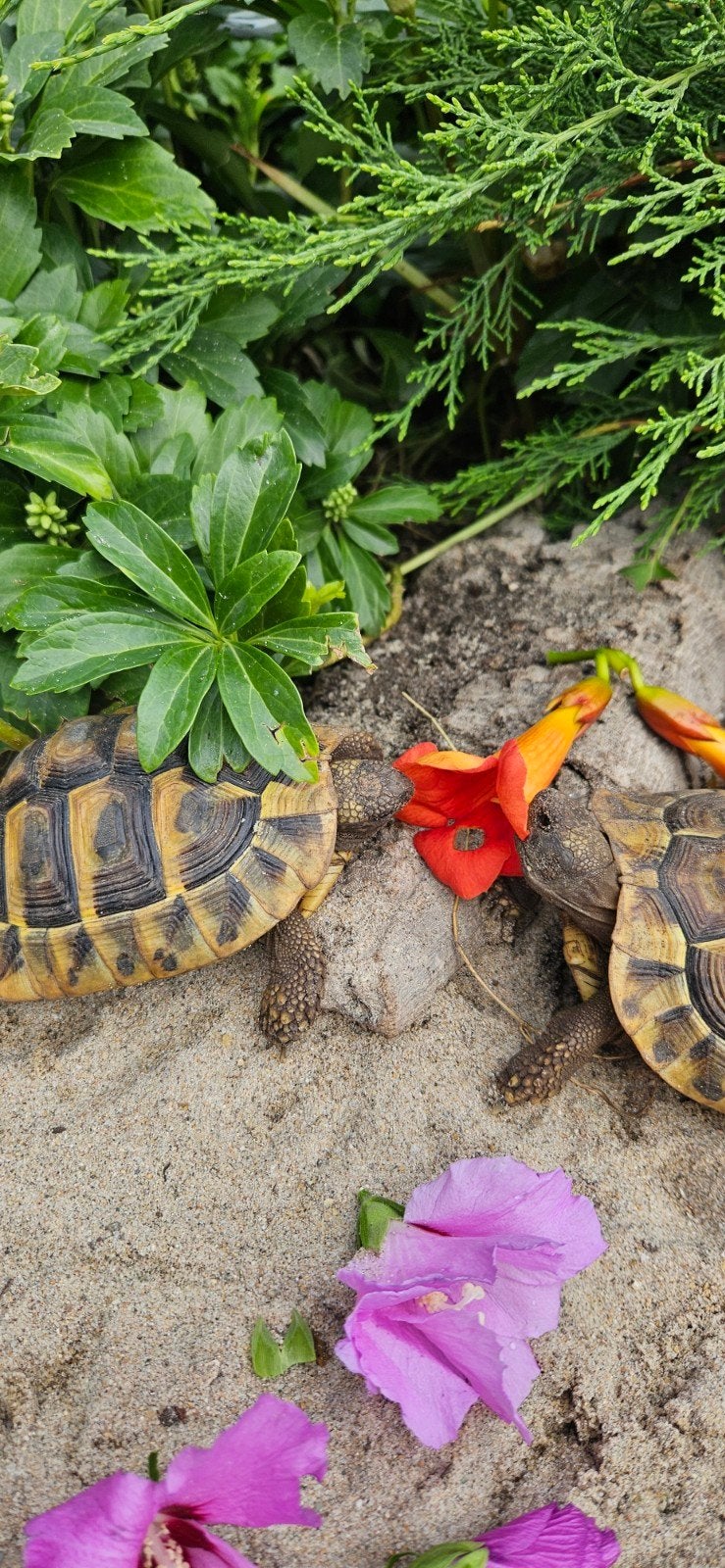Prachtige gechipte vrouw landschildpad uit 2016 Tortoise photo 10