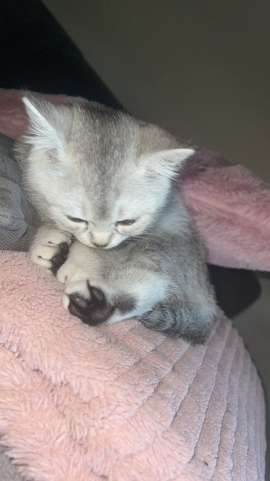 britste kortharige/langharige kittens, Dieren en Toebehoren, Meerdere dieren, Kortharig, 0 tot 2 jaar