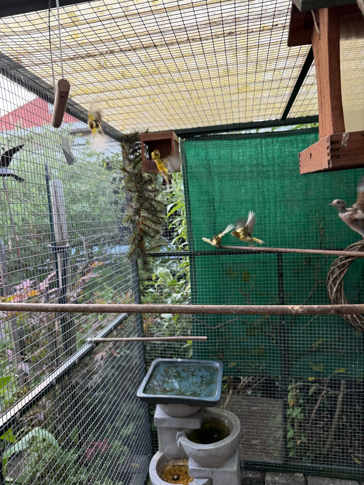 Jonge bonte zangkanaries te koop (Timbrado X Waterslager), Meerdere dieren