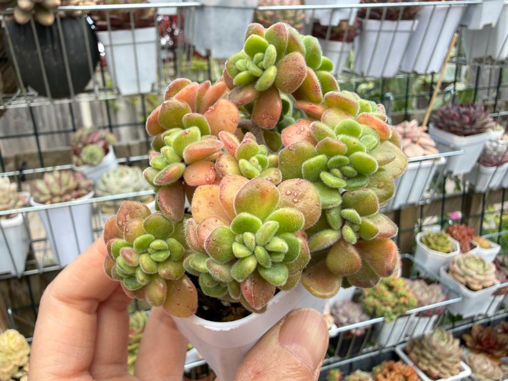 Aeonium lindleyi variegata/pot 6.5cm/vetplant/succulent, Ophalen of Verzenden, Halfschaduw, Minder dan 100 cm