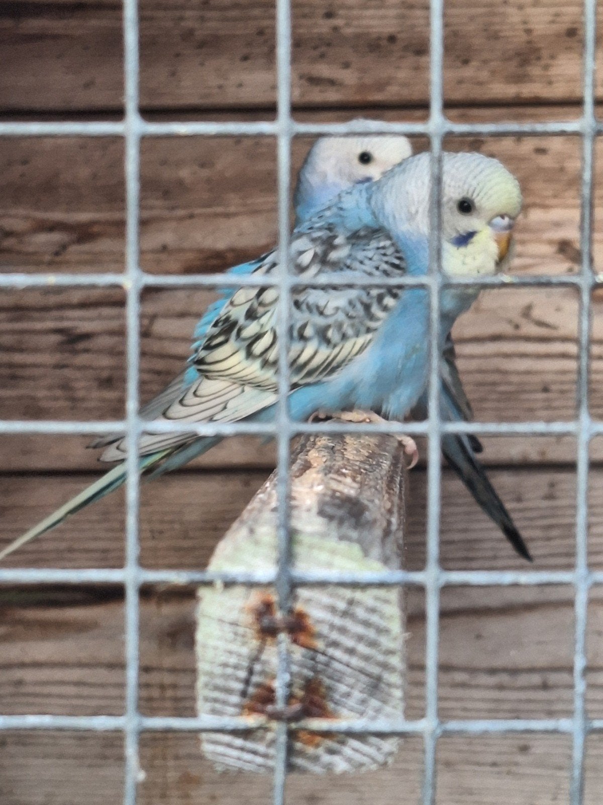 jonge grasparkieten, Dieren en Toebehoren