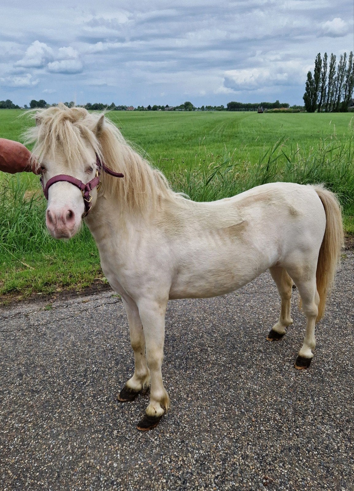 Mini hengsten te koop, Dieren en Toebehoren, Pony's, Hengst, A pony (tot 1.17m), Gechipt, 3 tot 6 jaar