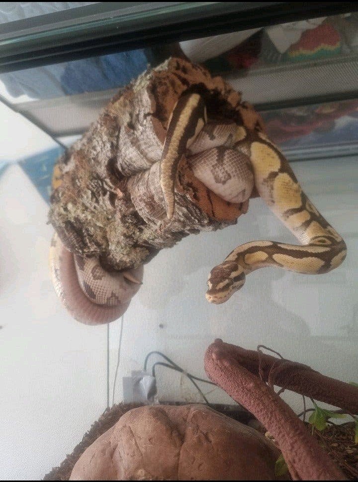Koningspython(s) Ball Python photo 3