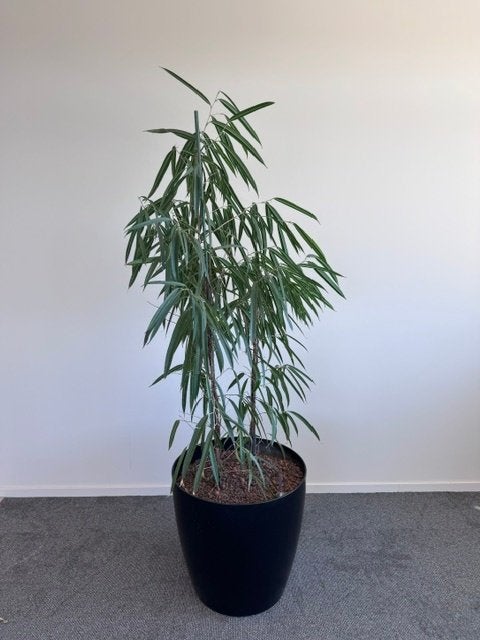 Natuurlijke plant met pot/ kantoor planten 100euro/st, 2st