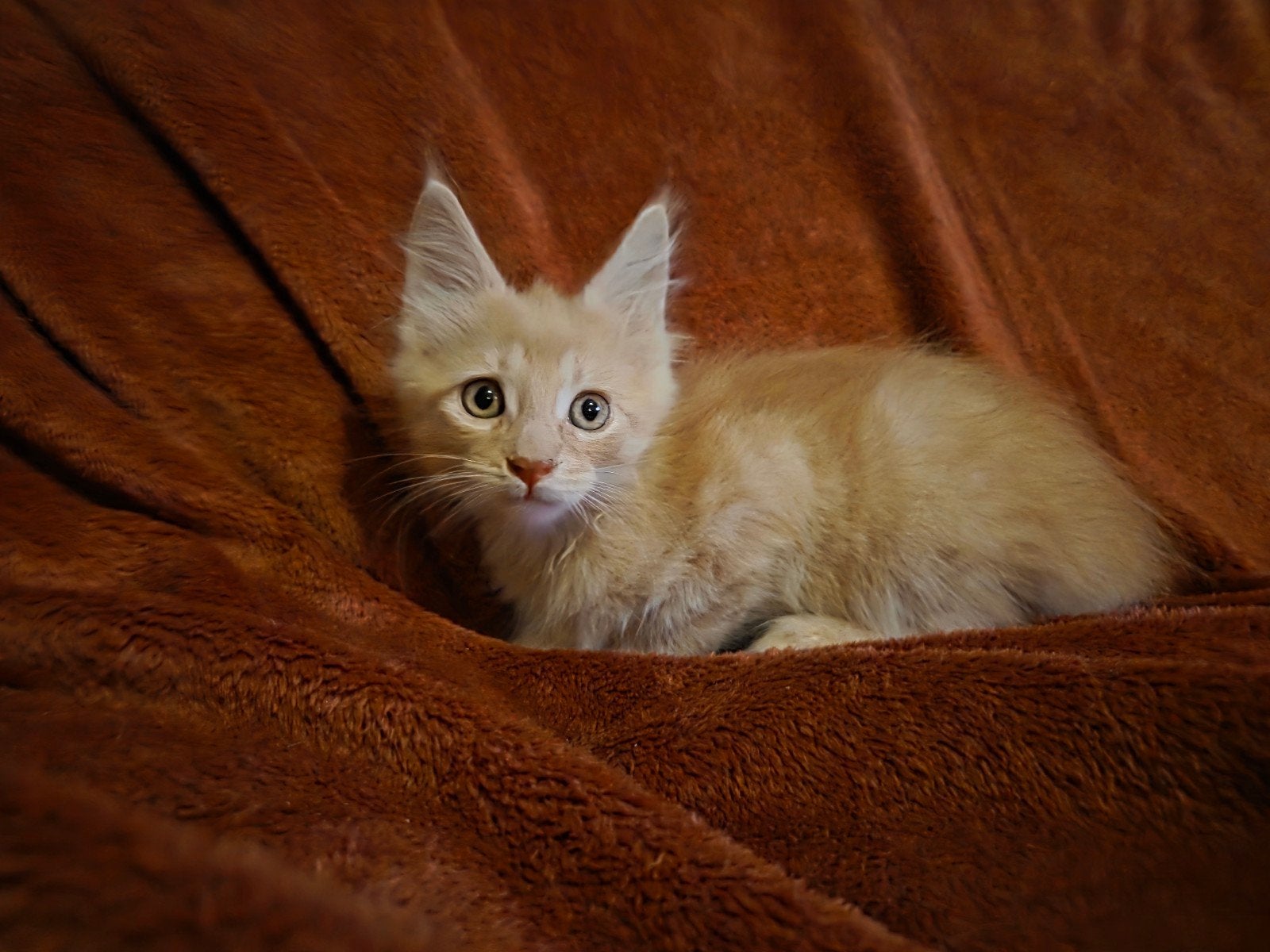 prachtige raszuivere maine coon kittens, Meerdere dieren, Ontwormd, 0 tot 2 jaar