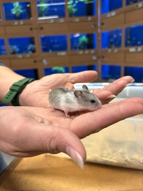 Te koop jonge Chinese dwerghamsters, Dieren en Toebehoren, Knaagdieren, April, Meerdere dieren, Hamster
