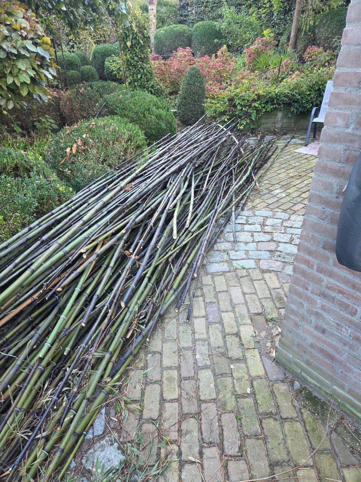 Verse bamboestokken voor tuin of decoratie, Tuin en Terras, Ophalen, Gebruikt, Overige materialen, Buiten