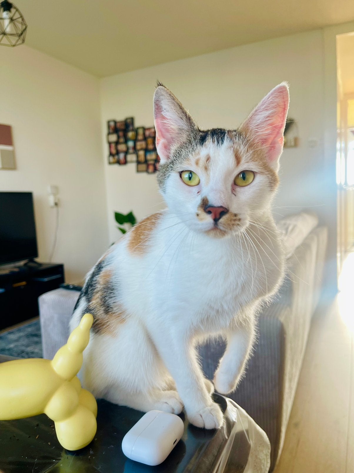 Kater voor dekking, Dieren en Toebehoren, Kater