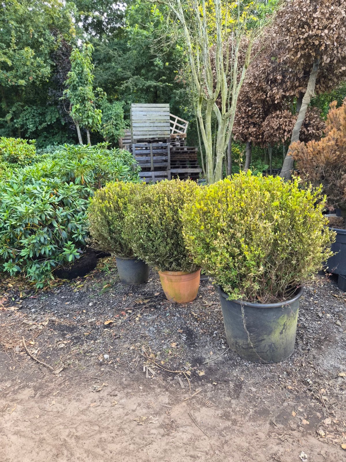 Buxus bol in pot - Ideaal voor tuin of terras, Vaste plant, Bloeit niet, Halfschaduw, Ophalen