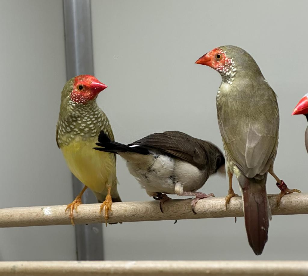 Binsenastrildes koppel, Dieren en Toebehoren, Vogels | Overige Vogels, Meerdere dieren