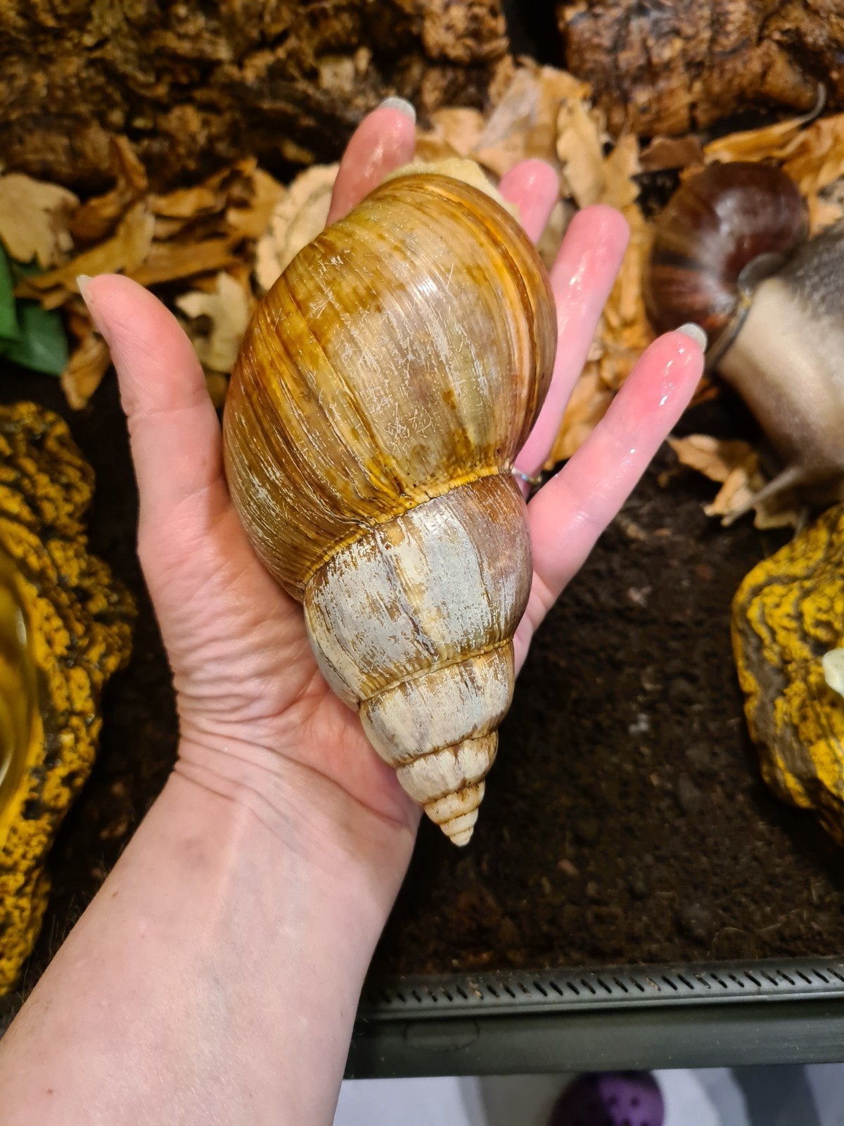 agaatslakken miljoenpoten met terrarium., Overige soorten, Met terrarium, 3 tot 6 jaar