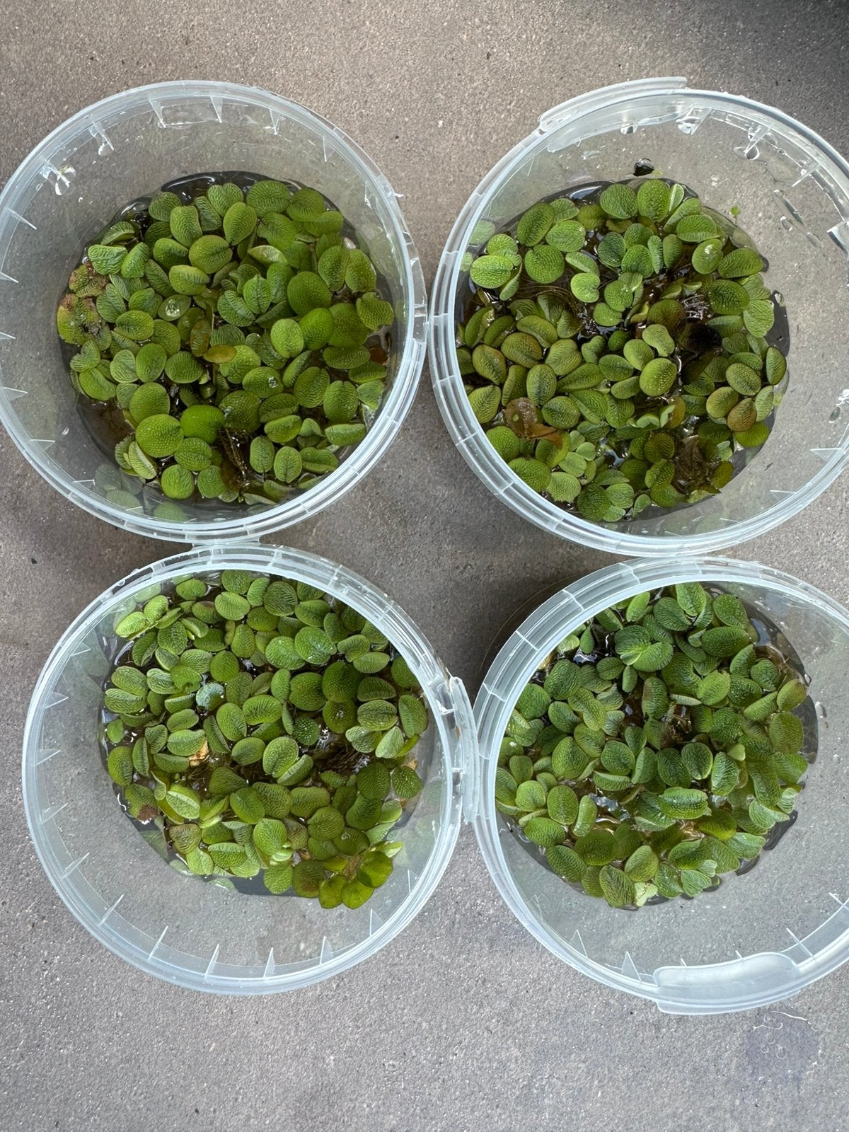 Salvina natans-minima kleine vlotvaren 1€ 4 bakjes, Dieren en Toebehoren, Vissen | Aquaria en Toebehoren, Ophalen, Plant(en), Steen of Hout