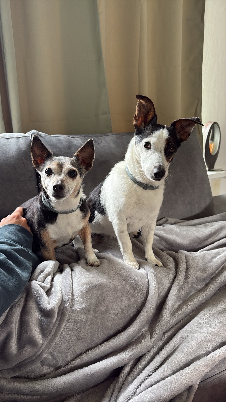 2 honden zoeken een nieuw thuis, 6 jaar of ouder, Parvo, Teef, Meerdere