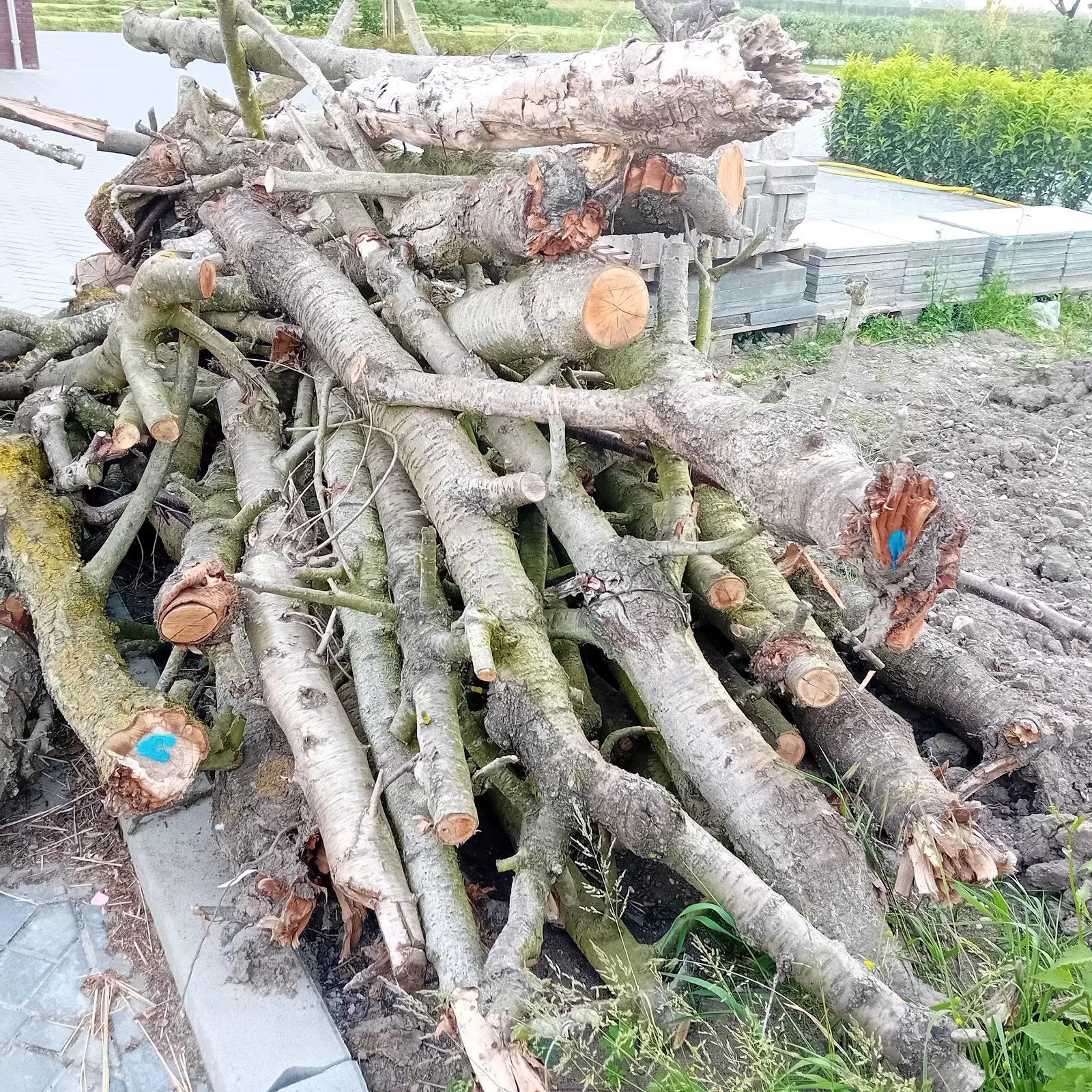 Kersenhout, Tuin en Terras, Haardhout, Minder dan 3 m³, Ophalen of Verzenden, Overige houtsoorten, Stammen